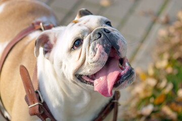 Wall Mural - english bulldog gerl puppy concept