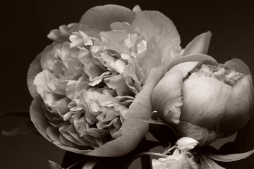 garden peonies, two light buds on a dark background, sepia.