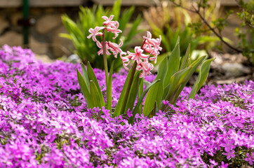 Poster - Blooming hisacinths among lilac aubrieta deltoidea flowers in the summer garden