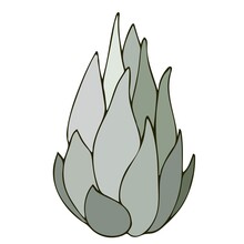 Aerial Exotic Plant Tillandsia Caput Medusae, Vector Illustration. Isolated Over White Background. Hand Drawing