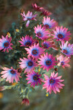 Fototapeta Kwiaty - kolorowe kwiaty w ogrodzie