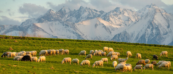 Wall Mural - flock of sheep grazing on a mountain meadow against the backdrop of peaks at sunset pieniny, poland