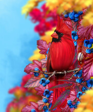 Autumn Bright Background, Bird Red Cardinal Sits On A Tree Branch, Yellow, Orange Falling Foliage, Blue Berries, Snail, Soft Focus