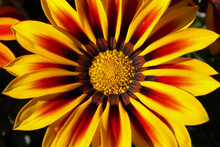 Treasure Flower Bloom Closeup