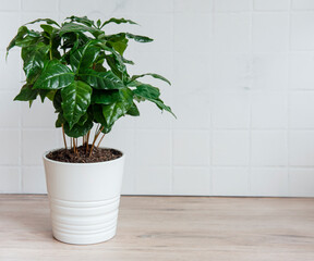 Young shoots of a coffee tree planted in a  pot