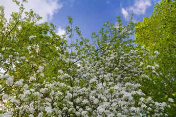 Wall Mural - Blossoming apple tree branch in the park on sky background