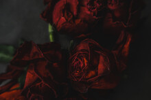 Red Roses Rosa Dry Flowers As Floral Autumn Dark Black Vintage Botanical Grainy Noisy Blurred Romantic Intimate Decorative Pattern Background Wallpaper Backdrop