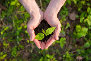 A man holds a young plant with soil in his hands on the background of nature. The concept of protection and conservation of nature. Earth Day. View from above