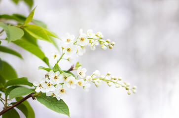 Canvas Print - Branch with white flowers and green leaves close-up on a light blurred background