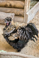 Wall Mural - the rooster is black and tan with a reddish comb