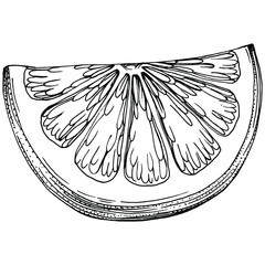 Orange Sketch citrus fruit decorative. Hand Drawn Orange Botanical Illustrations. Black and white with line art isolated on white backgrounds. 