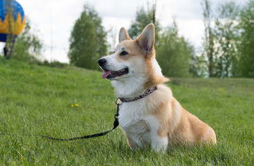 Wall Mural - welsh corgi pembroke puppy for a walk