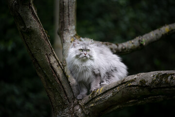 gray silver tabby british longhair cat sitting on a tree observing the garden outdoors in nature