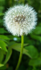 Wall Mural - dandelion close up