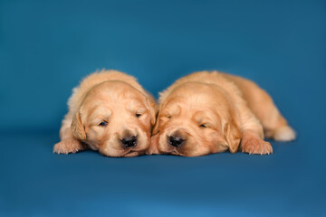 Wall Mural - Cute tow little newborn golden retriever labrador puppies, 2 weeks sitting with dandelions flowers isolated on background