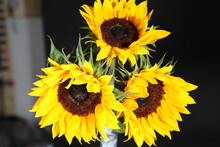 Sunflower, Helianthus Annuus, The Common Sunflower, Is A Large Annual Forb Of The Genus Helianthus Grown As A Crop For Its Edible Oil And Edible Fruits.  Sunflower Is Also Used As Wild Bird Food