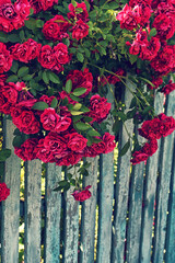 Wall Mural - Lush bloom of a twisting red rose on an old wooden rural fence.