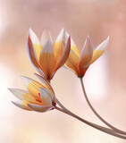 Fototapeta Tulipany - Kwiaty Tulipan Tarda