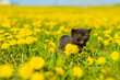 Little black fluffy kitten on a field of dandelions meows looking at the camera in the summer in the park.