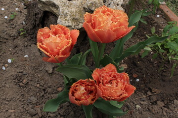 Poster - Bright  red - yellow tulips bloom on a flower bed in a spring garden