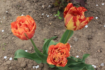 Sticker - Bright  red - yellow tulips bloom on a flower bed in a spring garden