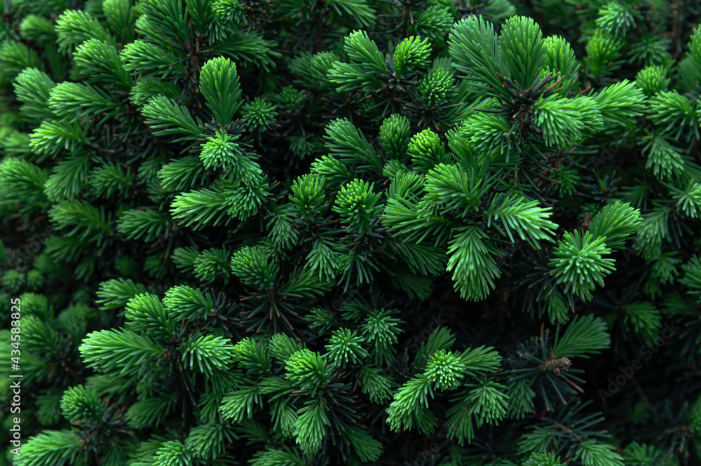 fresh green growths on  fir trees - obrazy, fototapety, plakaty 