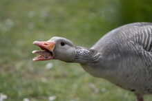 Close Up Of A Screaming Grey Goose At Hillsborough Castle United Kingdom