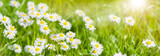 panoramic banner with daisies in grass