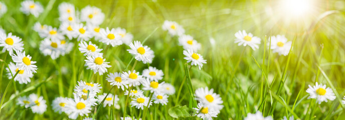 Poster - panoramic banner with daisies in grass