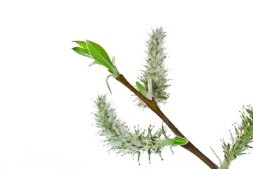 Canvas Print - Spring blooming willow twig with catkins and leaves isolated on white background.