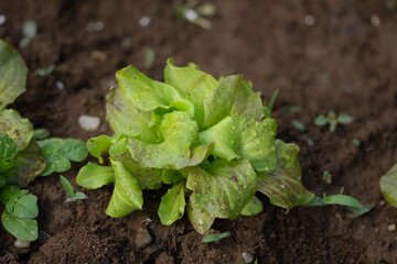 Salad seedlings