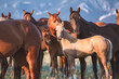 Beautiful herd of American Quarter Horses in Montana. Mares, and foals, buckskin and sorrel, bay and dunn all colorful galloping and grazing on the grassy plains in front of the Pryor Mountains.