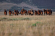 Beautiful herd of American Quarter Horses in Montana. Mares, and foals, buckskin and sorrel, bay and dunn all colorful galloping and grazing on the grassy plains in front of the Pryor Mountains.