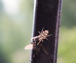 Pająk skakun arlekinowy (Salticus scenicus) polowanie na muchę - Lublin