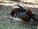 Kaczka mandarynka  (Aix galericulata) samiec kaczor.
