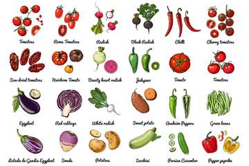 Vector food icons of vegetables. Colored sketch of food products. Tomato, pepper, eggplant, salad, herbs, spices, radish