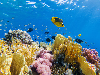 Wall Mural - colorful corals and exotic fishes at the bottom of the red sea. beautiful natural summer background