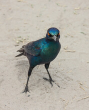 Blue Starling In Africa