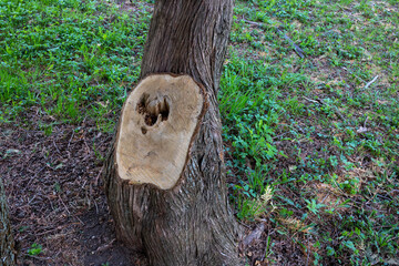 a tree with a second trunk sawn off, in the park