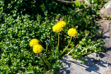 Canvas Print - Yellow dandelions on a green meadow  at spring