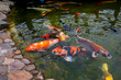 a flock of Japanese koi carp eat food in the pond that people throw to them