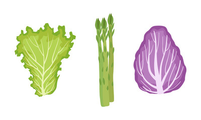 Sticker - Salad Green Leaves and Leafy Vegetables Set, Lettuce, Radicchio, Asparagus, Organic Vegan Healthy Food Vector Illustration