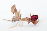 Fototapeta Niebo - Róża - dalej piękna pomimo wieku