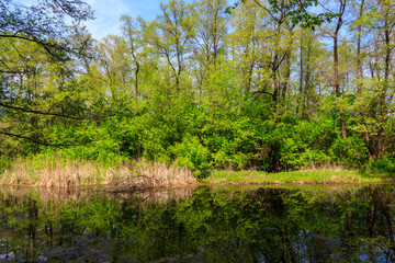 Canvas Print - Small river in the forest at summer