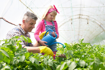 Greenhouse worker and his small daughter taking care of potatoes