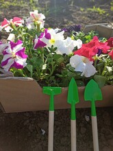 Flowers In A Garden. Seedlings Of Petunias Before Planting In The Garden.  Plant Box And Mini Garden Tools