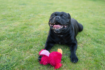 Canvas Print - Happy, smiling Staffordshire Bull Terrier dog lying on grass with a red toy in front of him.