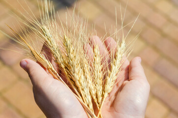 Farmer holding a bunch of ripe cultivated wheat ears in hands. Organic farming.