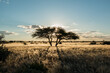 silhouette of acacia tree in sunset light in namibia kalahari desert