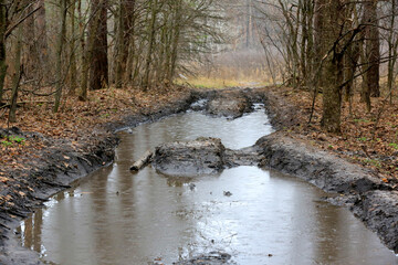 Wall Mural - puddles on ground road in forest